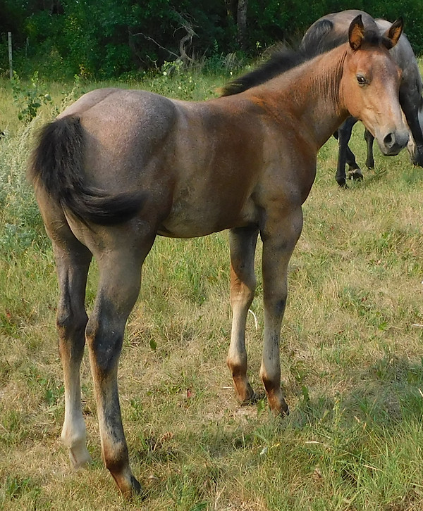 Lot 577 Eyed A Peppy Chic