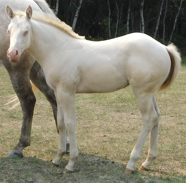Lot 578 Red Buck Baby Blues