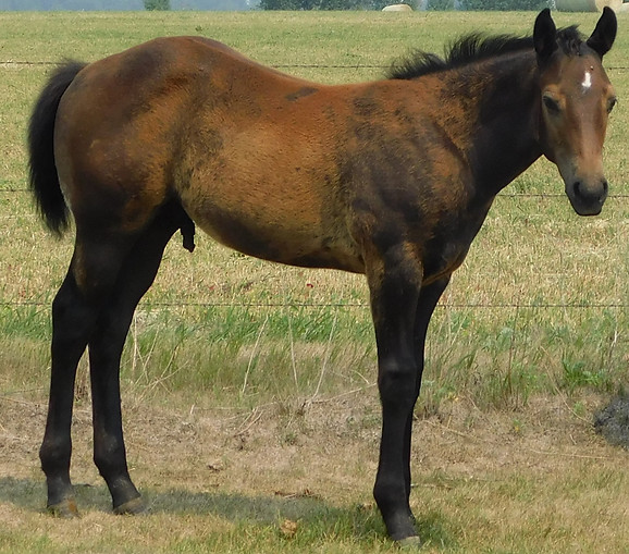 Lot 293 Gotta Shake Em Guy