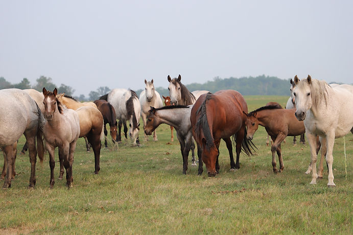 Metcalfe Horse Ranch Horses (1).jpg