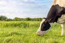 Grass-Fed Grass-Finished Tallow