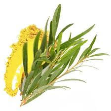 Organic Tea Tree Essential Oil