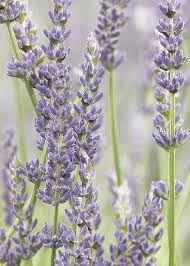 Pure Lavender Essential Oil
