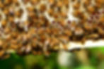 Initiation à l'Apiculture - Récolte de Miel