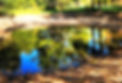 Pond_edited_edited_edited.jpg