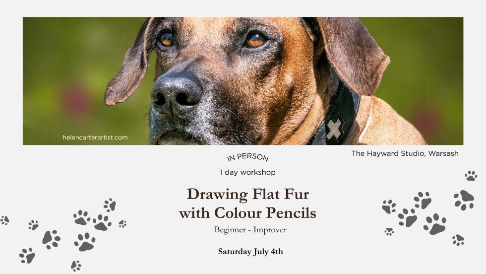 Drawing Flat Fur with Colour Pencils