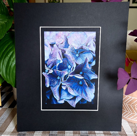 photograph of a hand holding a mounted drawing of blue hydrangea flowers