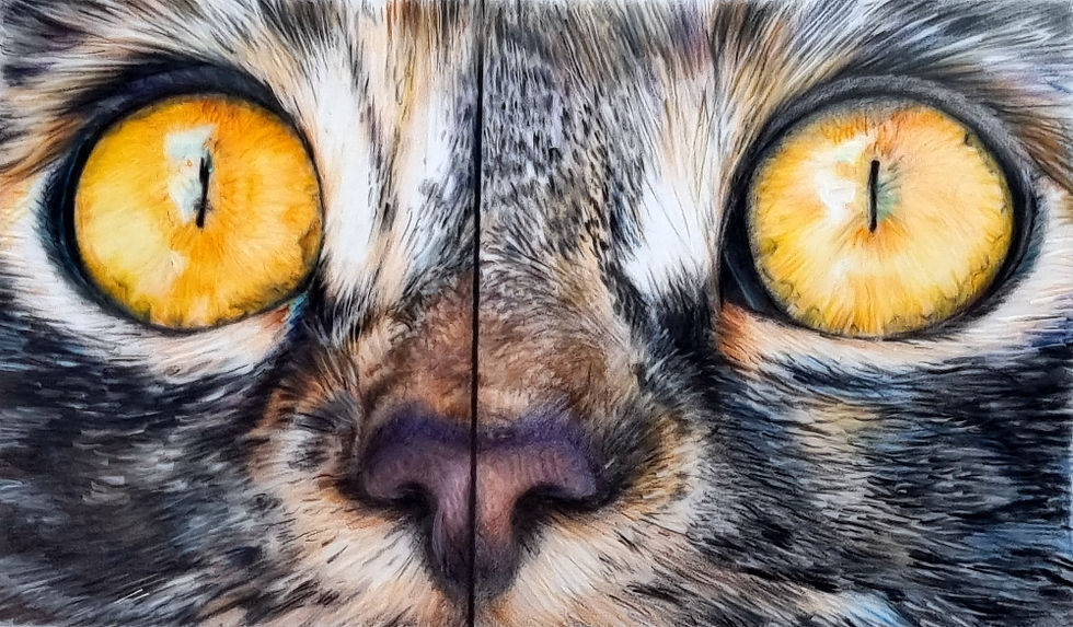 close up of a cat with orange eyes