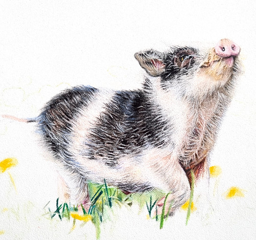 Archibald the piggie
