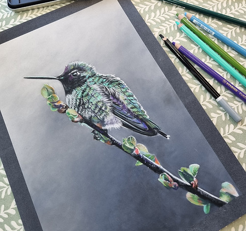 Anna's Hummingbird drawing