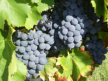 dentelles fleurs 052.jpg