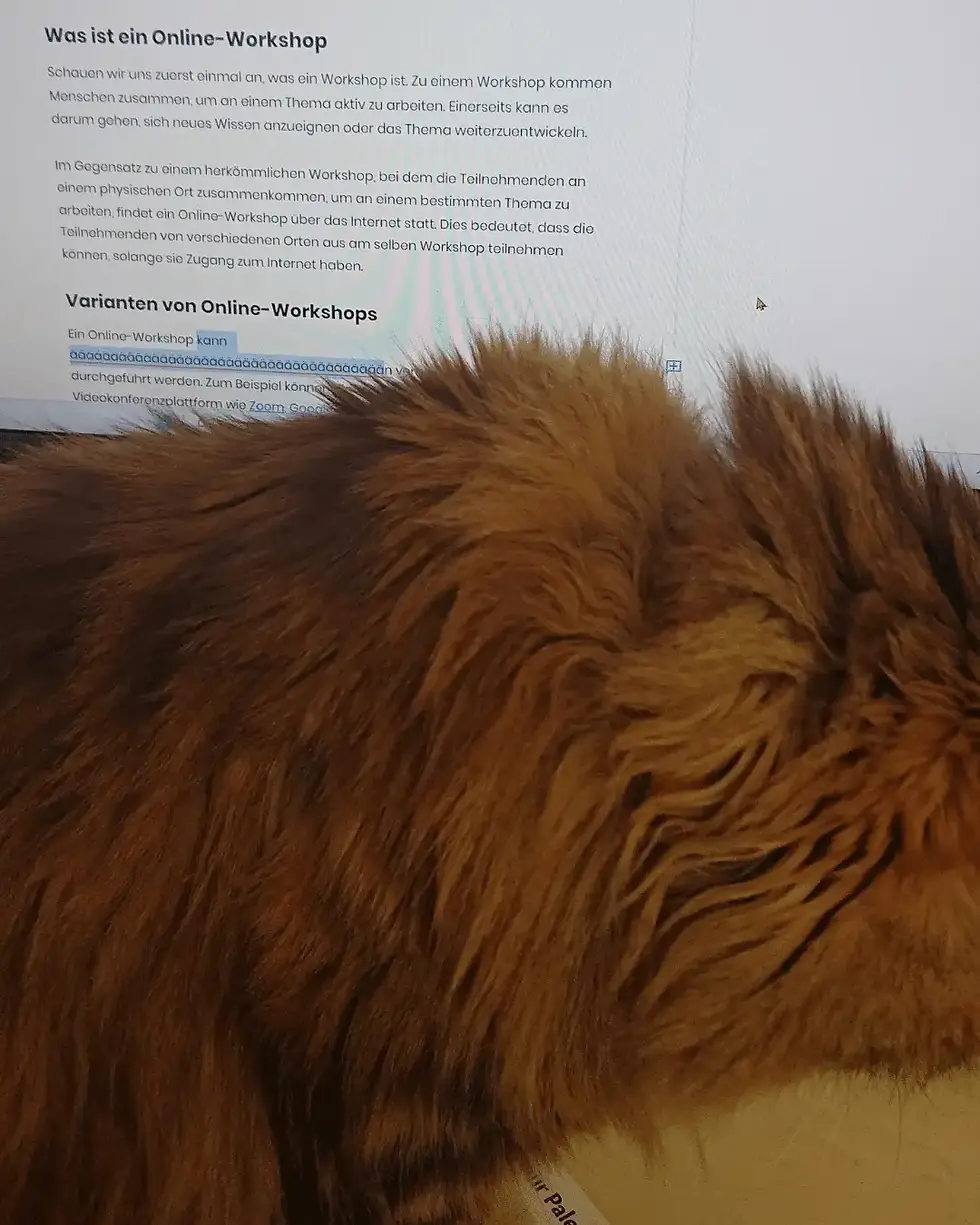 Katze und Bildschirm