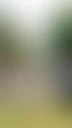 vestuviu ceremonia tenzenes sodyboje. humanistine ceremonija klaipedoje. vestuvines fotosesijos idejos pajuryje. vestuves prie juros, jaunuju fotosesija gamtoje, parke. Rutamar Photography Geriausias Vestuvių fotografas Klaipėdoje Geriausi vestuvių fotografai Lietuvoje. Reportazines vestuviu nuotraukos