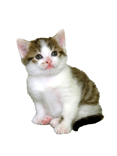 Cat1.gif