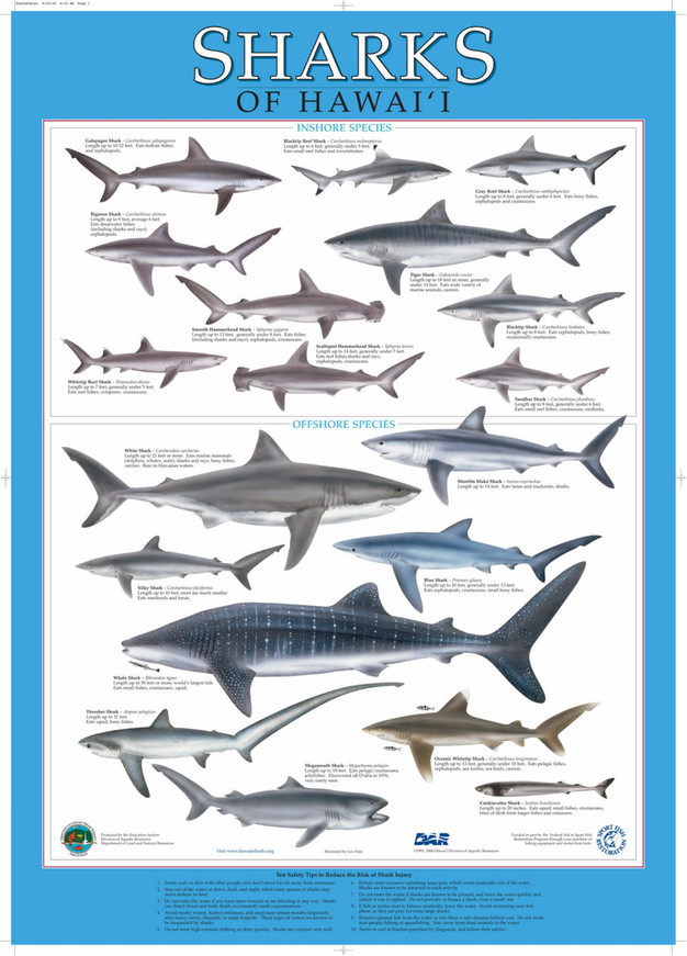 Article Wild Hawaii The Good The Bad And The Ugly