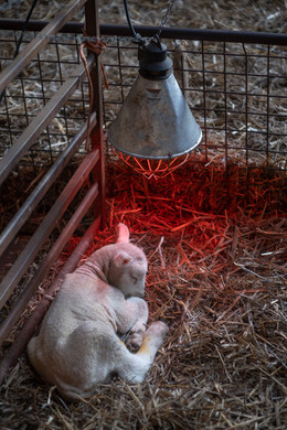 A lamb sleeps under a heat lamp