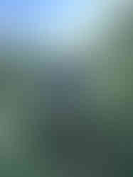 Hiking through the ferns on the SWCP