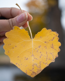 Heart-shaped yellow leaf