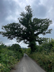 Cornish country lanes