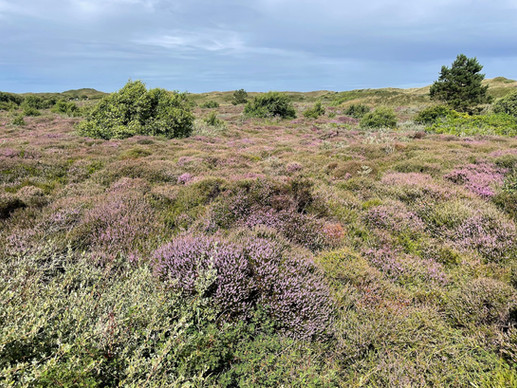 Duinpark, Texel
