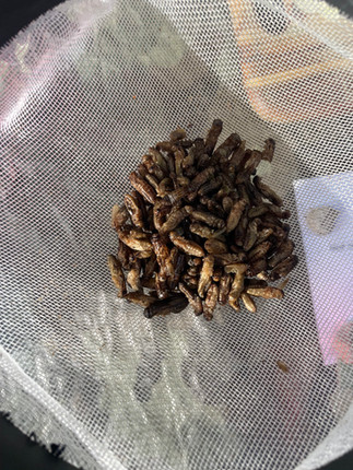 Rehydrated grasshoppers