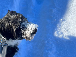 From VIP Dogs to Powerful Messages - Unleashing the Art of Storytelling