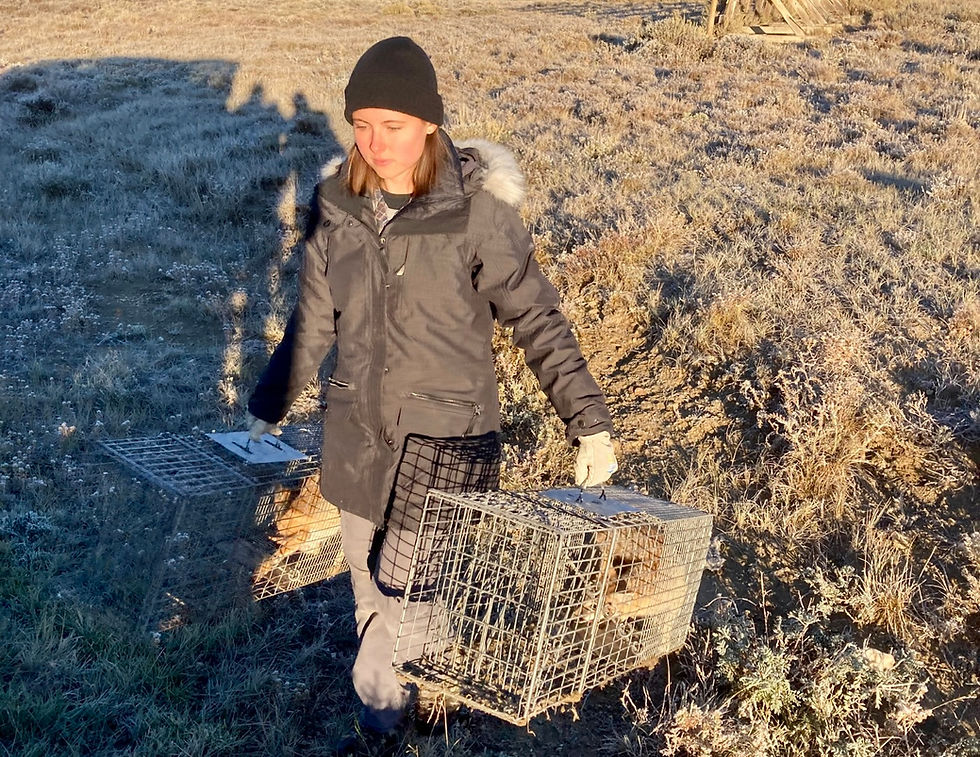 ANC in the Media: New Research Explores How Personality Affects Swift Fox Survival