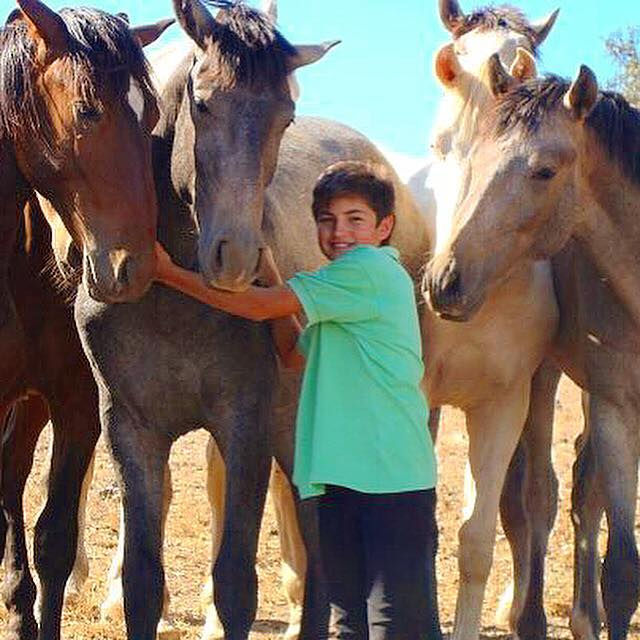 Tratamiento de caballos