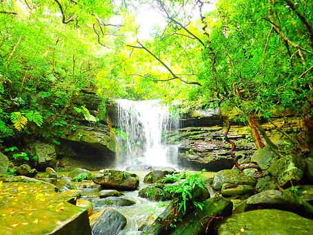 西表島で島旅を〜森の中の滝へ行こう〜🌴💚