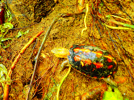 西表島で島旅を楽しもう〜🌴💚🐢