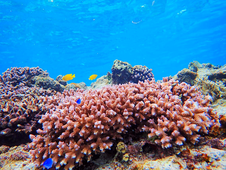 島旅で海へ行こう〜🏖パナリ島シュノーケル