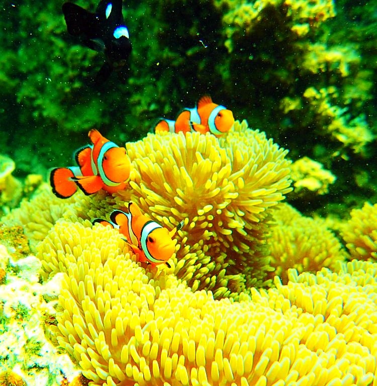 西表ヨットツアー・石垣島旅行で人気の遊び西表おすすめヨットクルーズ・西表島ケンガイドおすすめサンセットクルーズで女子旅行・家族旅行・学生旅行アクティビティ体験、サンセットヨットクルーズで至福の時間を〜本物の島旅アウトドア体験を。