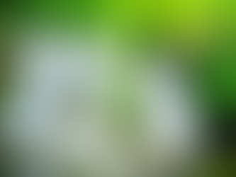 水と緑の秘境〜西表島でシャワートレッキング🌴