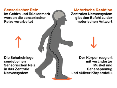Wirkung der sensomotorischen Einlagen. Die Schuheinlage sendet einen sensorischen Reiz in das Zentrale Nervensystem, der im Gehirn und Rückenmark verarbeitet wird. Daraufhin gibt das Zentrale Nervensystem den Befehl zur motorischen Antwort und der Körper reagiert mit veränderter Muskel- und Sehnenspannung sowie aktiver Körperstatik.
