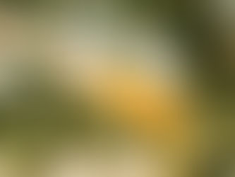 Experimenta el sabor único del aceite de oliva