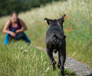 At the dog school.jpg
