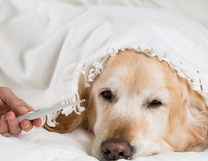 Bildschirmfoto 2026-02-15 um 00.17.30.png