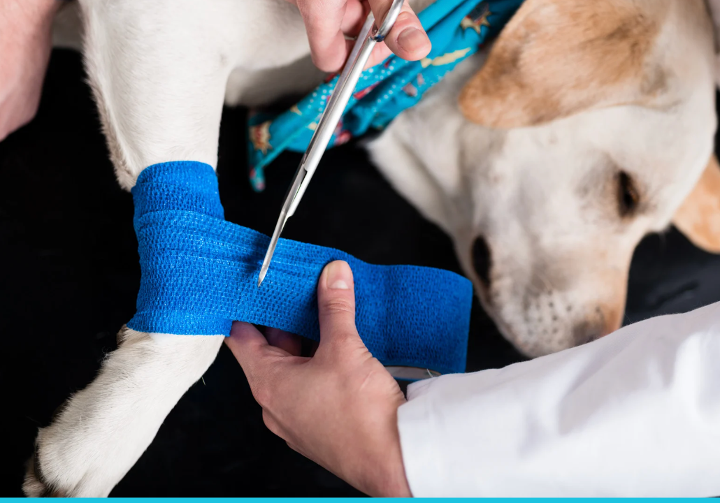 Hundepfoten liegen in den Händen einer Frau