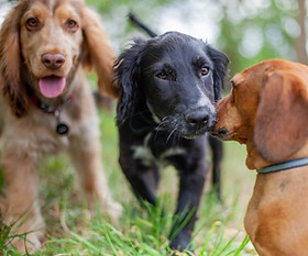 Puppies playing together in doggy day dare.jpg