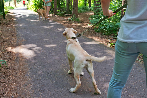 Aggression of two dogs in the Park, barking at each other. Culture walks with a dog on a l