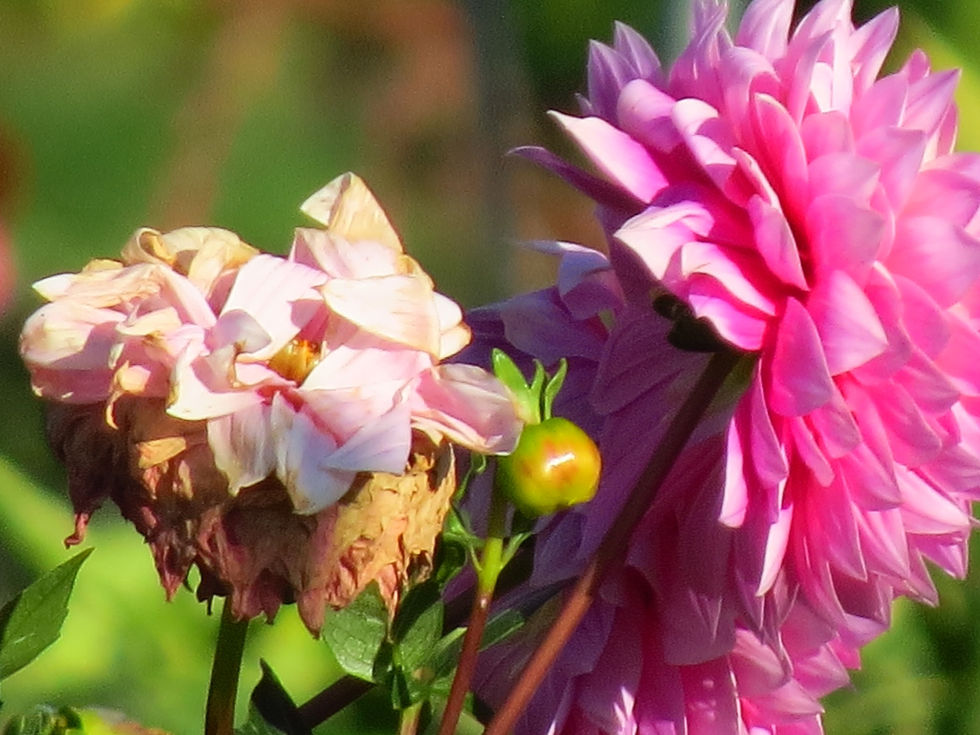 332095717_1273809299879476_2235265789312130630_n