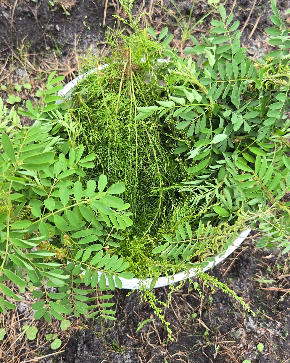 5 Gallon bucket containing Indigofera suffriticosa plants with flowers and seed heads visible.