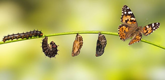 Raupe wird zum Schmetterling