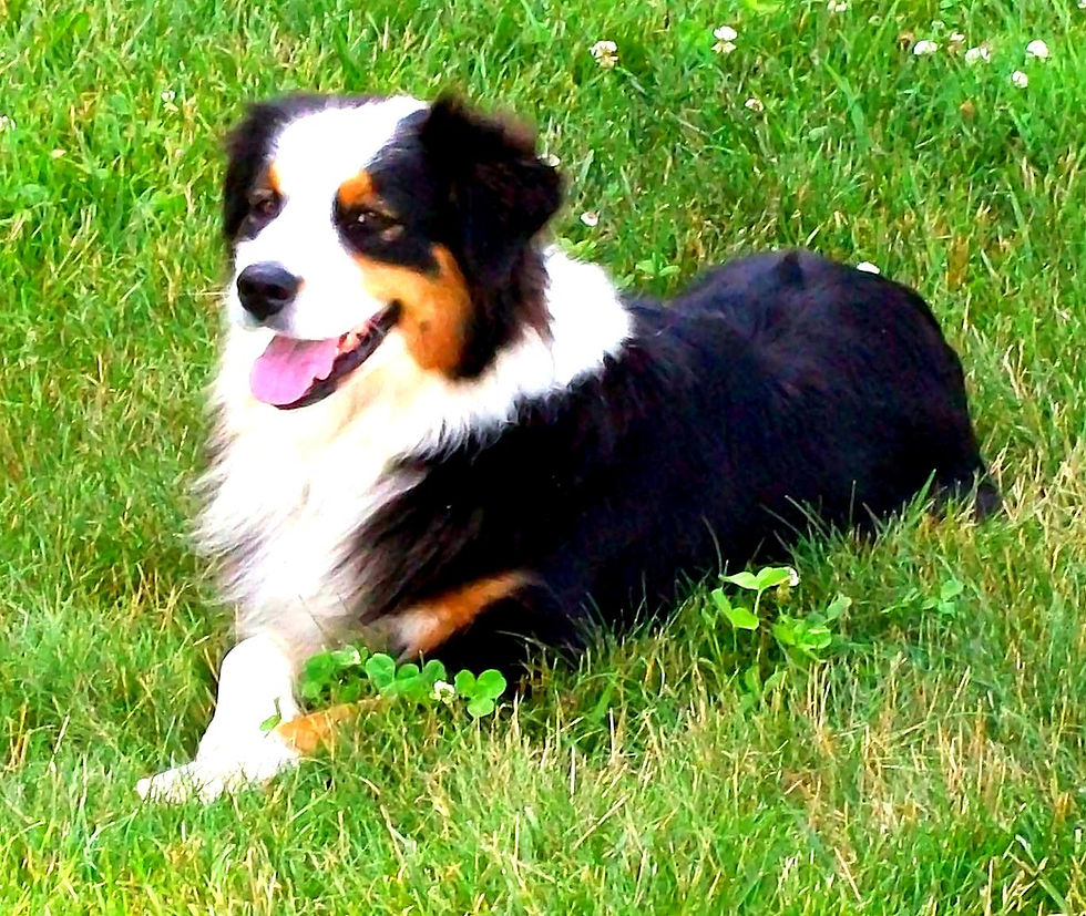 *Miller's Bright Eyed Bella*