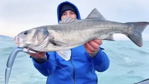 Leurre souple Sawamura One Up 8 V Tail avec queue en V pour pêche carnassiers au Comptoir de la Mer Vendée