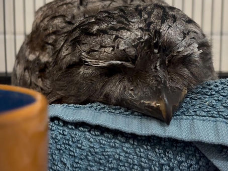 With a Little Help… a Tawney Frogmouth 's Life Is Saved