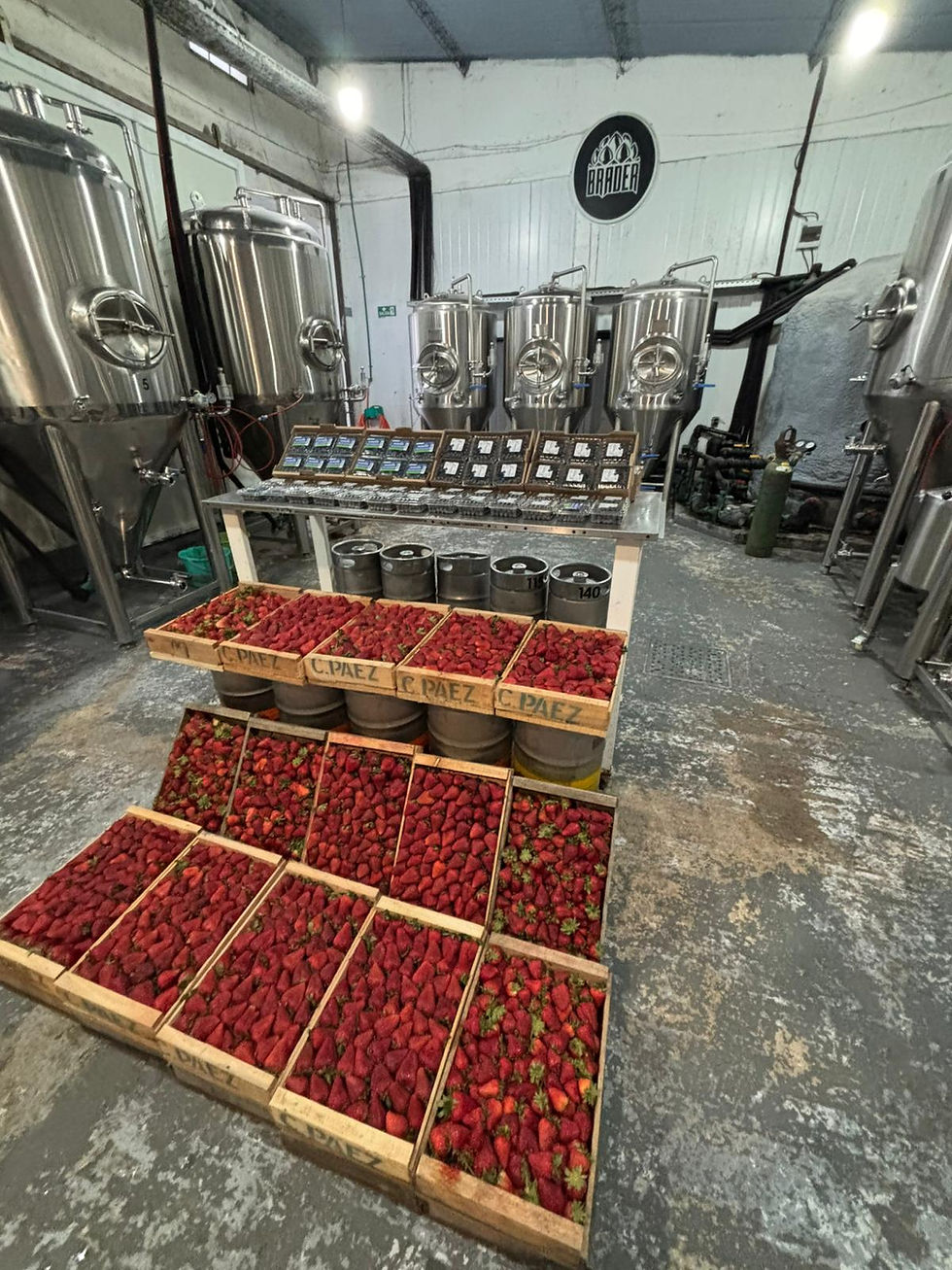 Miniatura: Cerveza Fruit Beer - Frutilla y Arándanos