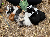 guinea pig village , animal therapy
