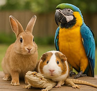 IMG_5106.PNG