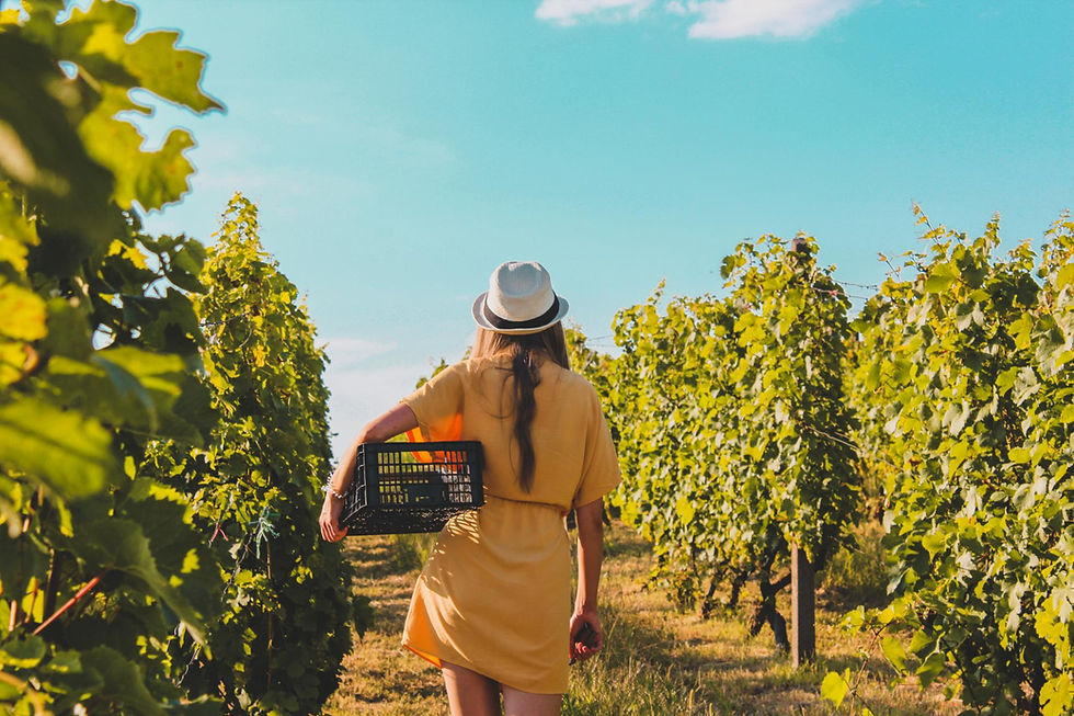THE JOURNEY FROM VINEYARD TO BOTTLE